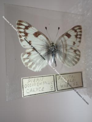 Western White (Butterfly) - Will Minor Collection