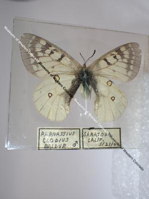 Strohbeen's Parnassian (Butterfly) - Will Minor Collection