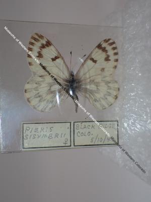 Spring White (Butterfly) - Will Minor Collection