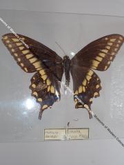 Baird's Swallowtail (Butterfly) - Will Minor Collection