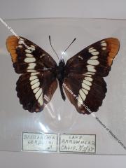 Lorquin's Admiral (Butterfly) - Will Minor Collection