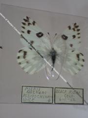 Becker's White (Butterfly) - Will Minor Collection