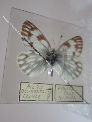 Western White (Butterfly) - Will Minor Collection