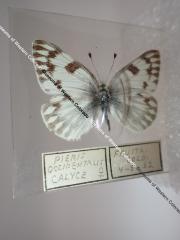 Western White (Butterfly) - Will Minor Collection