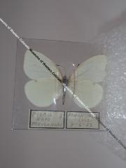 Margined White (Butterfly) - Will Minor Collection