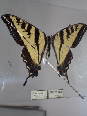 Western Tiger Swallowtail (Butterfly) - Will Minor Collection