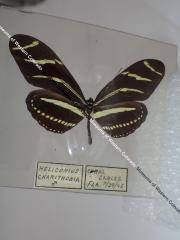 Zebra Longwing (Butterfly) - Will Minor Collection