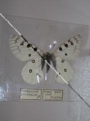 Rocky Mountain Parnassian (Butterfly) - Will Minor Collection