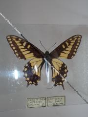 Desert Black Swallowtail (Butterfly) - Will Minor Collection