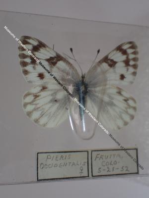 Western White (Butterfly) - Will Minor Collection