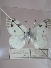 Western White (Butterfly) - Will Minor Collection