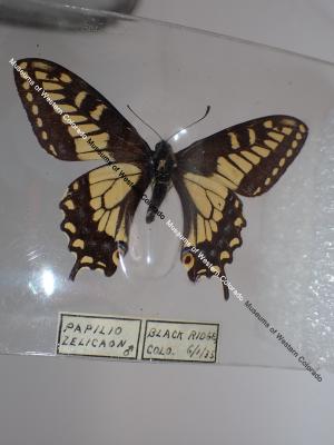 Anise Swallowtail (Butterfly) - Will Minor Collection