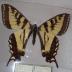 Western Tiger Swallowtail (Butterfly) - Will Minor Collection