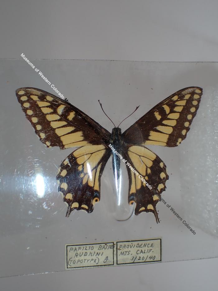 Desert Black Swallowtail (Butterfly) - Will Minor Collection