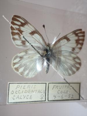 Western White (Butterfly) - Will Minor Collection