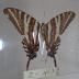 Zebra Swallowtail (Butterfly) - Will Minor Collection