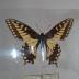 Desert Black Swallowtail (Butterfly) - Will Minor Collection