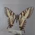 Western Tiger Swallowtail (Butterfly) - Will Minor Collection