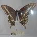 Baird's Swallowtail (Butterfly) - Will Minor Collection