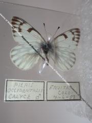 Western White (Butterfly) - Will Minor Collection