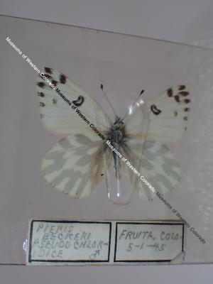 Becker's White (Butterfly) - Will Minor Collection