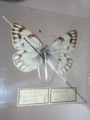 Western White (Butterfly) - Will Minor Collection