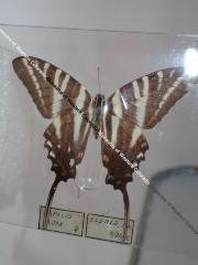 Zebra Swallowtail (Butterfly) - Will Minor Collection