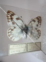 Western White (Butterfly) - Will Minor Collection