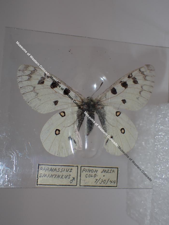 Rocky Mountain Parnassian (Butterfly) - Will Minor Collection