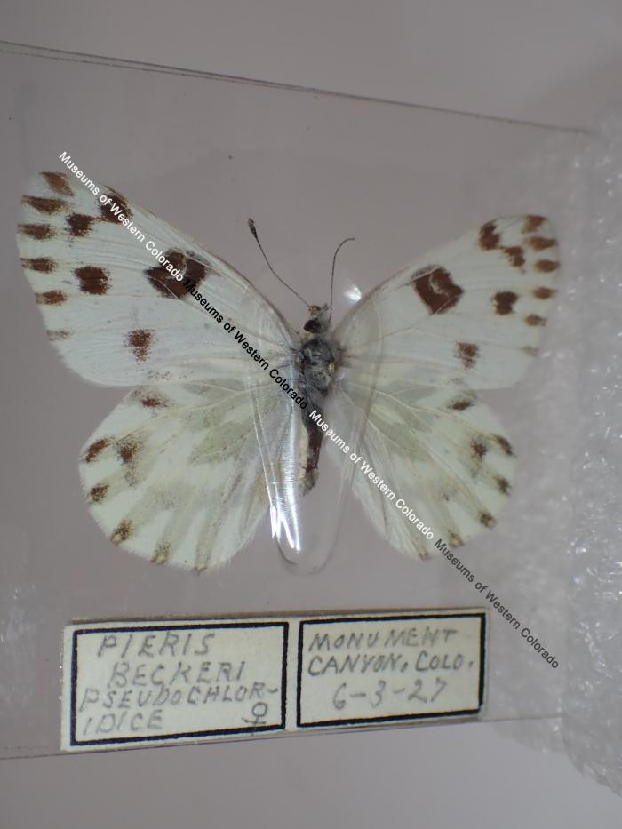 Becker's White (Butterfly) - Will Minor Collection