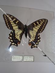 Old World Swallowtail (Butterfly) - Will Minor Collection