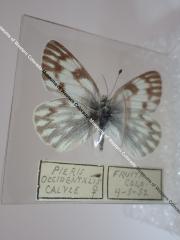 Western White (Butterfly) - Will Minor Collection