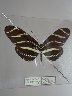 Zebra Longwing (Butterfly) - Will Minor Collection