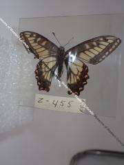 Anise Swallowtail (Butterfly) - Will Minor Collection