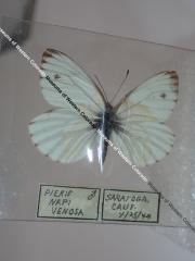 Veined White (Butterfly) - Will Minor Collection