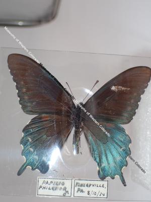 Pipevine Swallowtail (Butterfly) - Will Minor Collection