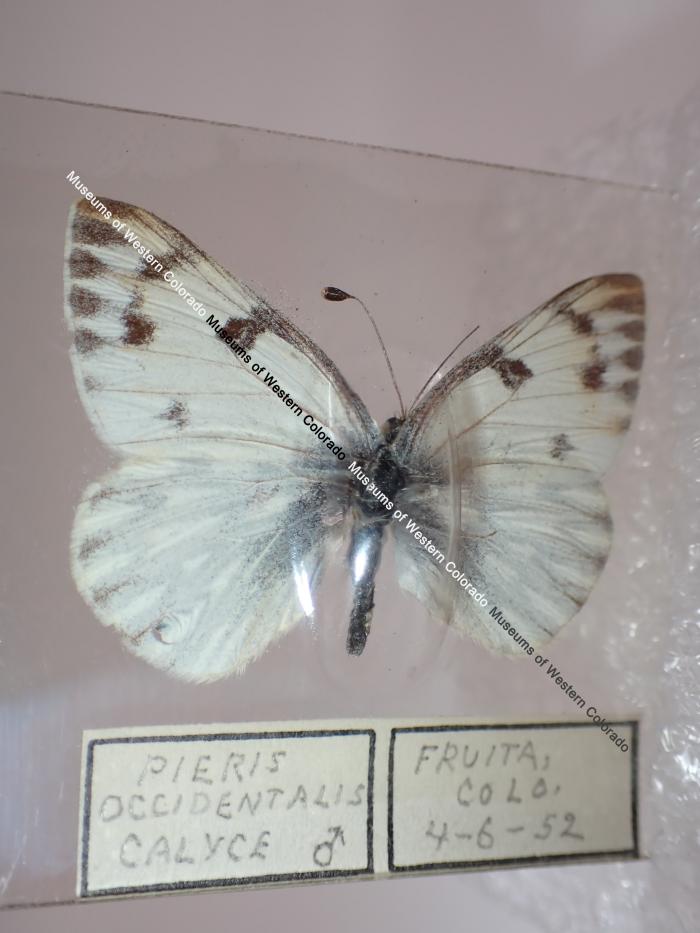 Western White (Butterfly) - Will Minor Collection