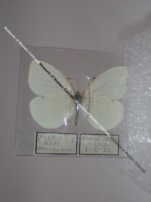 Margined White (Butterfly) - Will Minor Collection