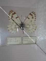 Spring White (Butterfly) - Will Minor Collection