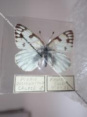 Western White (Butterfly) - Will Minor Collection