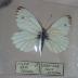 Veined White (Butterfly) - Will Minor Collection