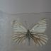 Veined White (Butterfly) - Will Minor Collection