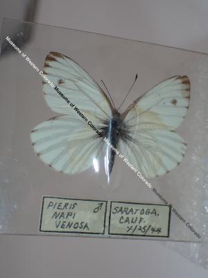 Veined White (Butterfly) - Will Minor Collection