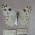 Becker's White (Butterfly) - Will Minor Collection