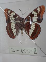 Lorquin's Admiral (Butterfly) - Will Minor Collection