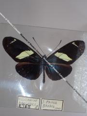 Sara Longwing (Butterfly) - Will Minor Collection