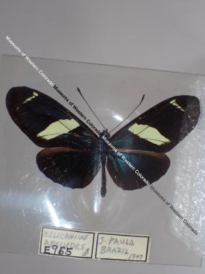 Sara Longwing (Butterfly) - Will Minor Collection