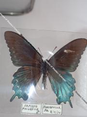 Pipevine Swallowtail (Butterfly) - Will Minor Collection