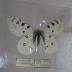 Rocky Mountain Parnassian (Butterfly) - Will Minor Collection