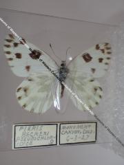 Becker's White (Butterfly) - Will Minor Collection